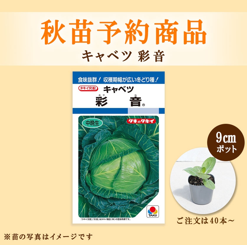 秋野菜苗　キャベツ　彩音　9.0cmポット×40本【2026年秋苗予約】　※9月中旬～10月上旬出荷予定