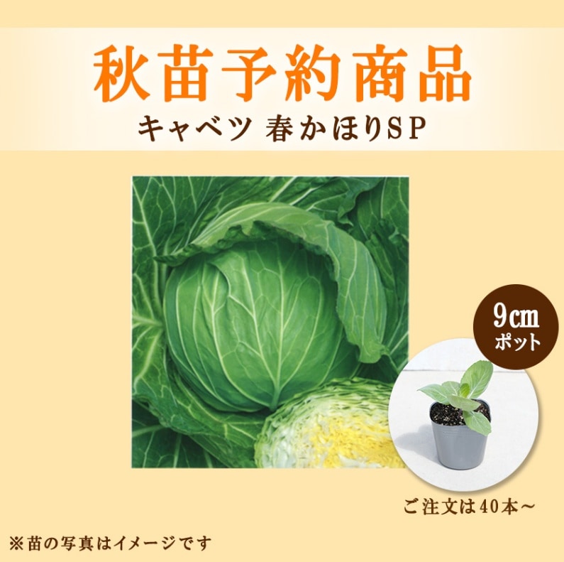 秋野菜苗　キャベツ　春のかほりSP　9.0cmポット×40本【2026年秋苗予約】　※10月上旬～10月下旬出荷予定