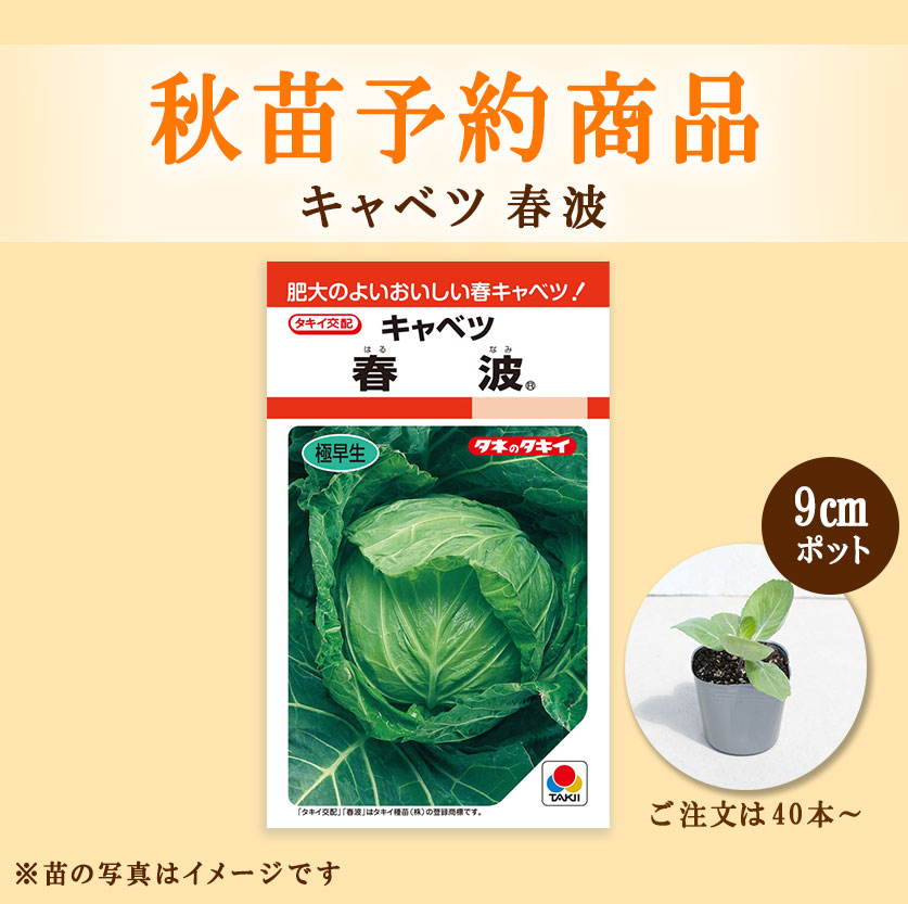 秋野菜苗　キャベツ　春波　9.0cmポット×40本【2025年秋苗予約】　※10月下旬～12月下旬出荷予定
