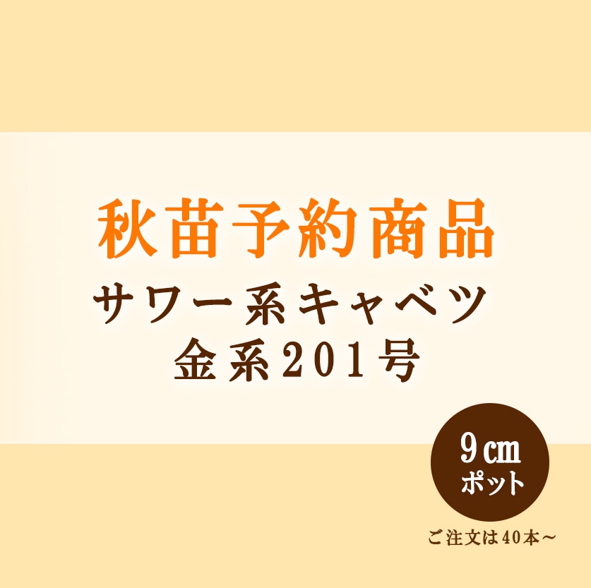 秋野菜苗　キャベツ　金系201号　9.0cmポット×40本【2026年秋苗予約】　※8月下旬～9月中旬出荷予定