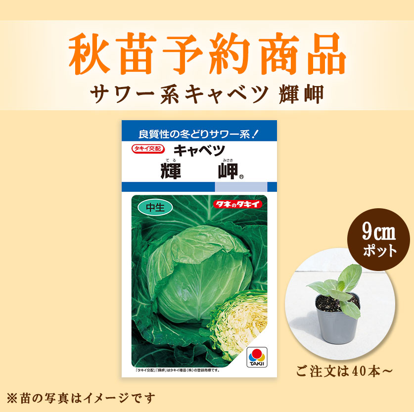 秋野菜苗　キャベツ　輝岬　9.0cmポット×40本【2026年秋苗予約】　※9月中旬～10月上旬出荷予定
