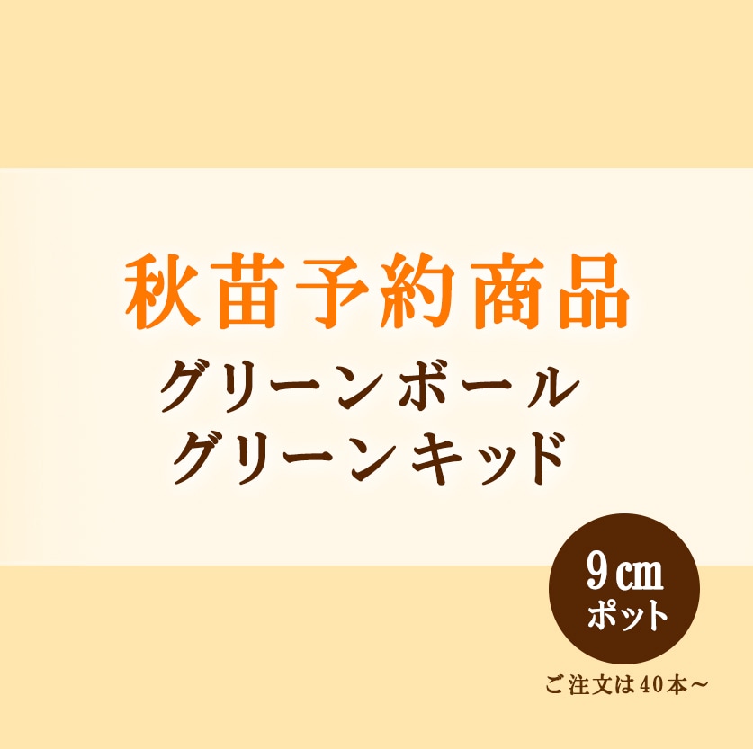 秋野菜苗　グリーンボール　グリーンキッド　9.0cmポット×40本【2026年秋苗予約】　※10月上旬～10月中旬出荷予定