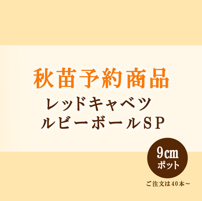 秋野菜苗　レッドキャベツ　ルビーボールSP　9.0cmポット×40本【2026年秋苗予約】　※8月下旬～9月上旬出荷予定