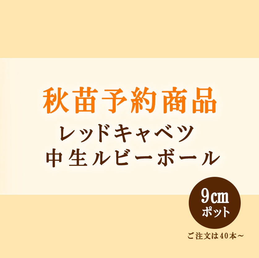 秋野菜苗　レッドキャベツ　中生ルビーボール　9.0cmポット×40本【2026年秋苗予約】　※9月上旬～9月下旬出荷予定