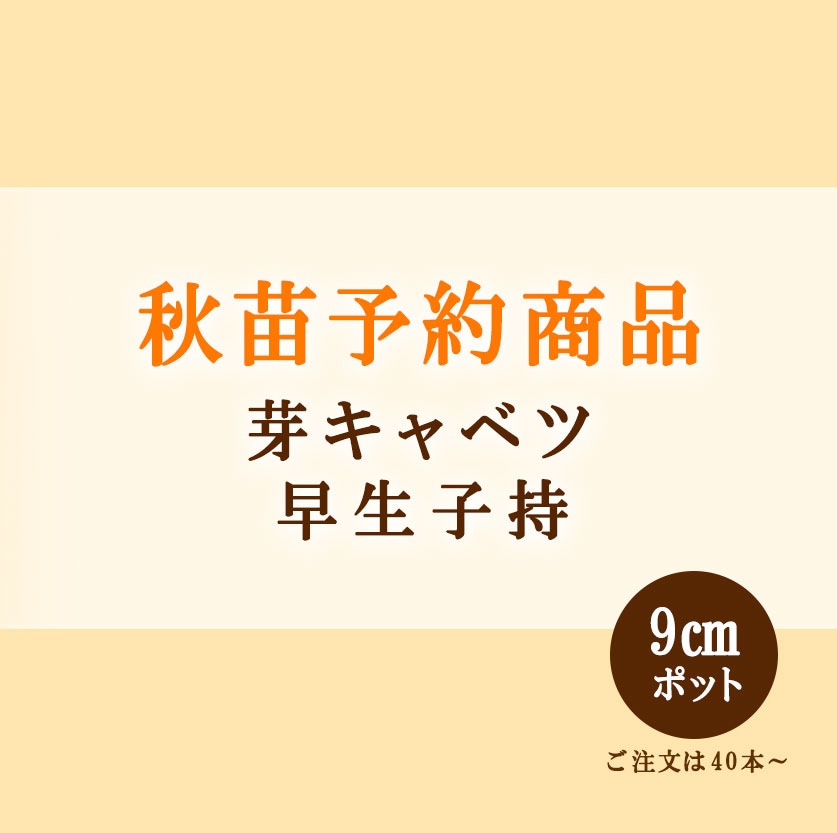 秋野菜苗　芽キャベツ　早生子持　9.0cmポット×40本【2026年秋苗予約】　※8月中旬～9月中旬出荷予定