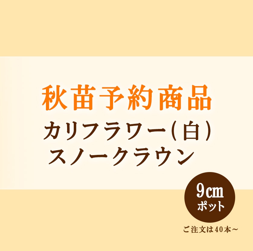 秋野菜苗　カリフラワー(白)　スノークラウン　9.0cmポット×40本【2026年秋苗予約】　※8月下旬～9月中旬出荷予定