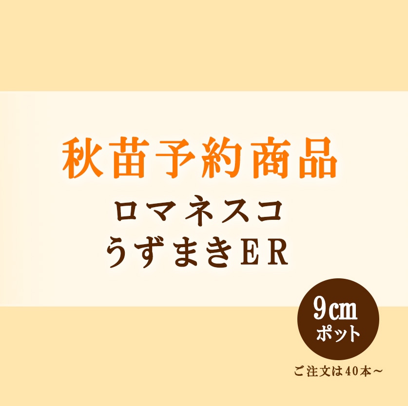 秋野菜苗　ロマネスコ　うずまきER　9.0cmポット×40本【2026年秋苗予約】※9月上旬～10月中旬出荷予定
