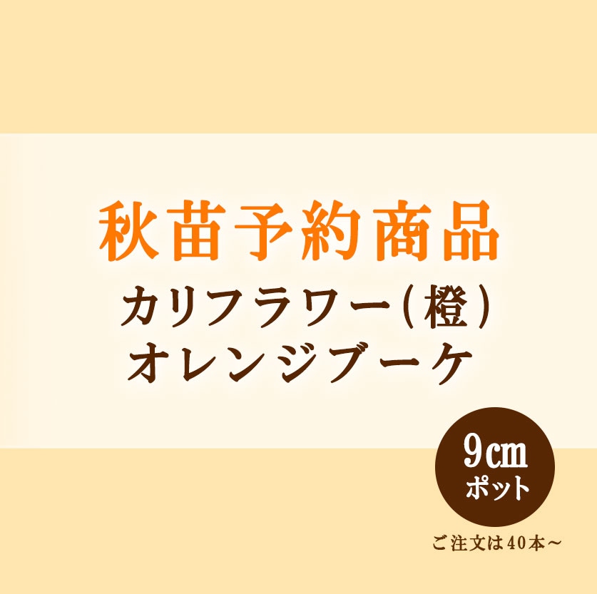 秋野菜苗　カリフラワー（橙)　オレンジブーケ　9.0cmポット×40本【2026年秋苗予約】　※9月上旬～9月下旬出荷予定