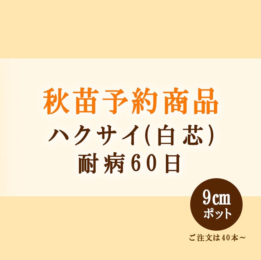 秋野菜苗　ハクサイ　耐病60日　9.0cmポット×40本【2026年秋苗予約】　※9月上旬～9月中旬出荷予定