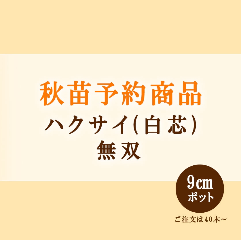 秋野菜苗　ハクサイ　無双　9.0cmポット×40本【2026年秋苗予約】　※9月中旬出荷予定