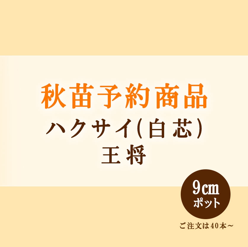 秋野菜苗　ハクサイ(白芯)　王将　9.0cmポット×40本【2026年秋苗予約】　※9月中旬出荷予定