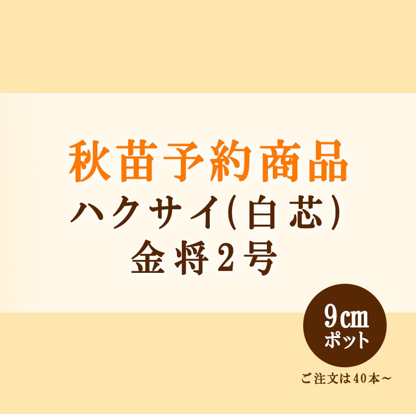 秋野菜苗　ハクサイ　金将二号　9.0cmポット×40本【2026年秋苗予約】　※9月下旬～10月上旬出荷予定