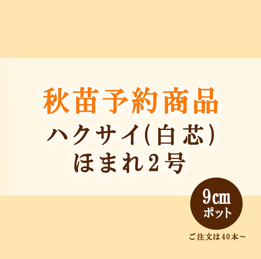 秋野菜苗　ハクサイ　ほまれ2号　9.0cmポット×40本【2026年秋苗予約】　※10月中旬～10月下旬出荷予定