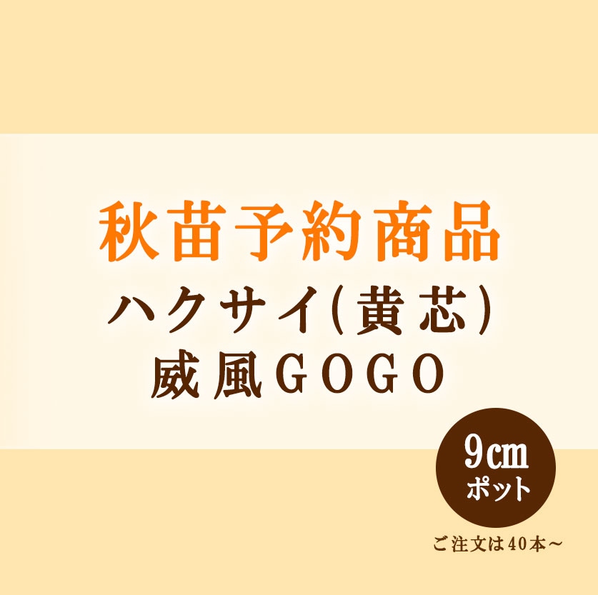 秋野菜苗　ハクサイ　威風GOGO　9.0cmポット×40本【2026年秋苗予約】　※8月中旬～9月上旬出荷予定