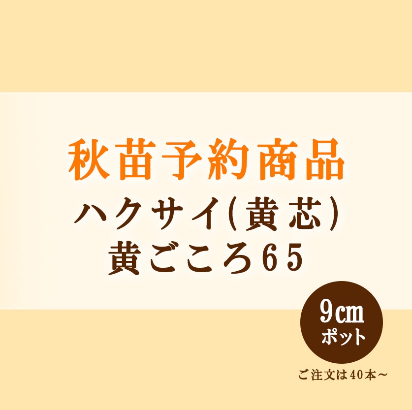 秋野菜苗　ハクサイ　黄ごころ65　9.0cmポット×40本【2026年秋苗予約】　※9月中旬出荷予定