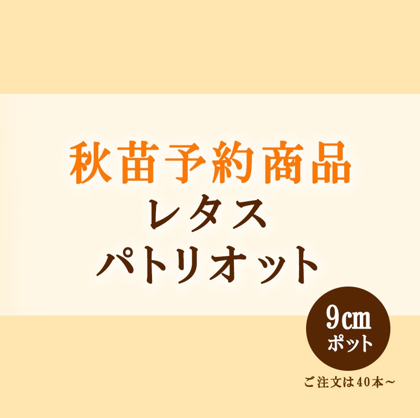 秋野菜苗　レタス　パトリオット　9.0cmポット×40本【2026年秋苗予約】　※9月上旬～10月上旬出荷予定