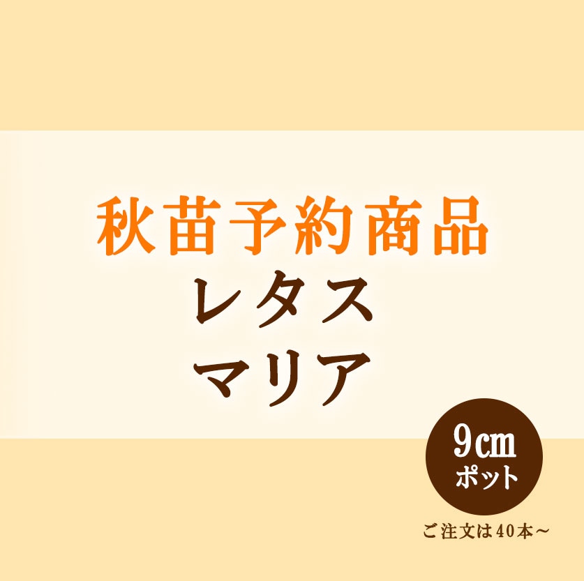 秋野菜苗　レタス　マリア　9.0cmポット×40本【2026年秋苗予約】　※10月上旬～10月中旬出荷予定