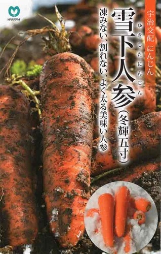 丸種 ニンジン種子 雪下人参【取り寄せ注文】【2025年秋種予約商品】※低発芽の為10%増量商品 