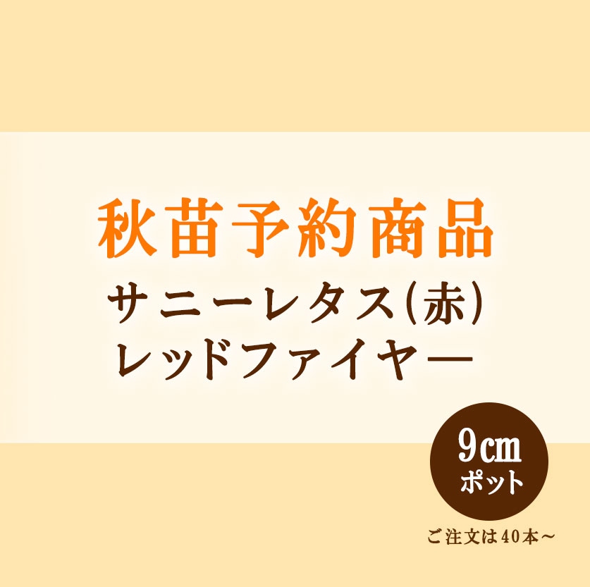 秋野菜苗　サニーレタス　レッドファイヤー　9.0cmポット×40本【2026年秋苗予約】　※9月下旬～11月下旬出荷予定
