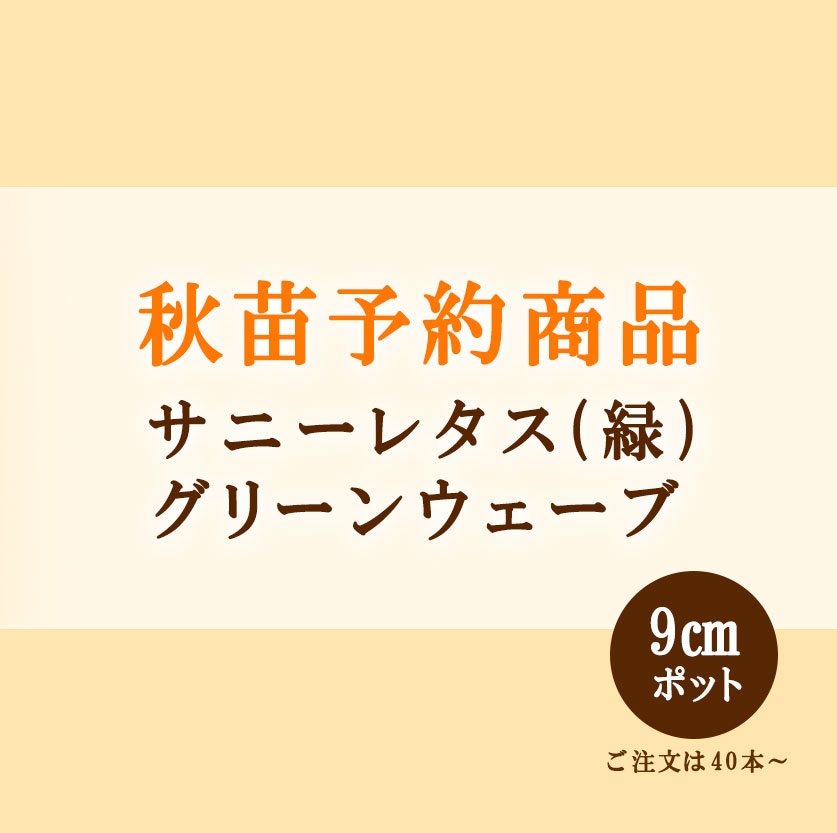 秋野菜苗　サニーレタス　グリーンウェーブ　9.0cmポット×40本【2025年秋苗予約】　※10月中旬～12月下旬出荷予定