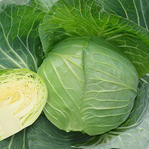 丸種 キャベツ種子 冬楽匠【取り寄せ注文】※秋のみ商品 ＊種子有効期限2026年5月末