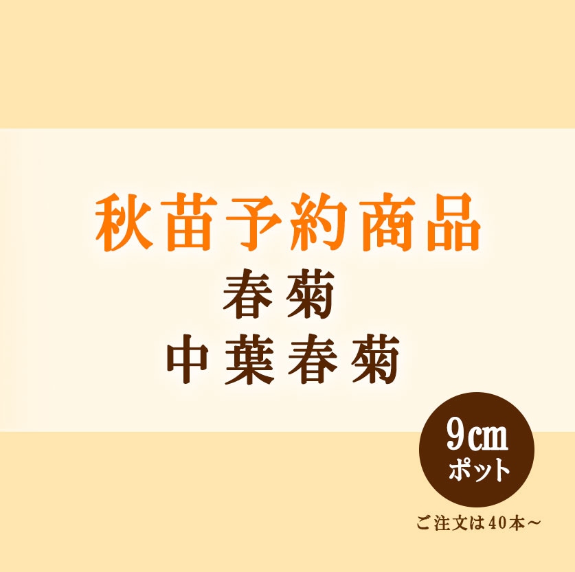 秋野菜苗　シュンギク　中葉春菊　9.0cmポット×40本【2023年秋苗予約】　※～11月下旬出荷予定
