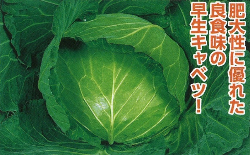 丸種 キャベツ種子 YR楽匠【取り寄せ注文】
