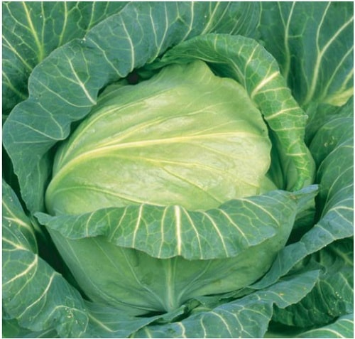 丸種 キャベツ種子 春よし【取り寄せ注文】※秋のみ商品 ＊種子有効期限2026年5月末