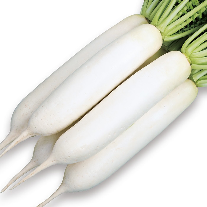 サカタのタネ ダイコン種子 夏相撲【取り寄せ注文】＊秋のみ商品