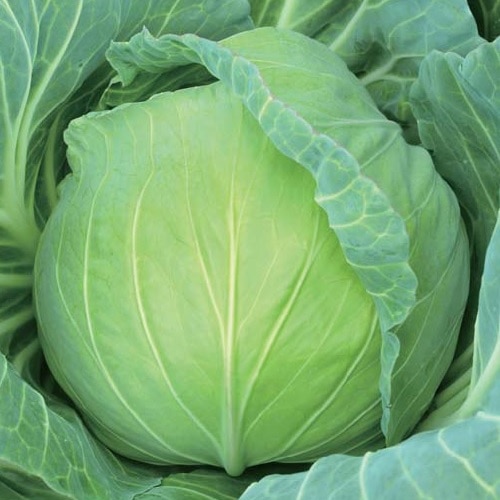丸種 キャベツ種子 青嵐【取り寄せ注文】※秋のみ商品 ＊種子有効期限2026年5月末