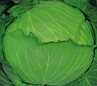 丸種 キャベツ種子 ニュートップ【取り寄せ注文】※春のみの商品【2026年春種予約商品】