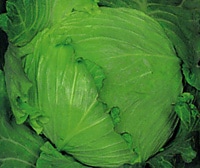 丸種 キャベツ種子 トップ【取り寄せ注文】