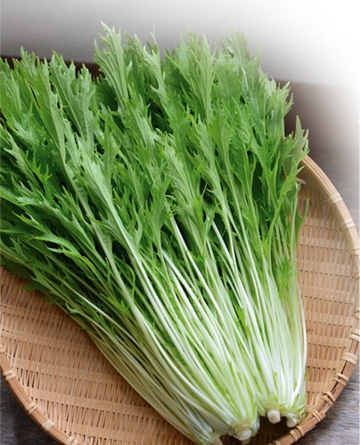 丸種 ミズナ種子 水明【取り寄せ注文】