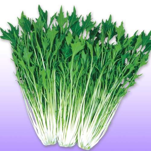 丸種 ミズナ種子 京白泉【取り寄せ注文】