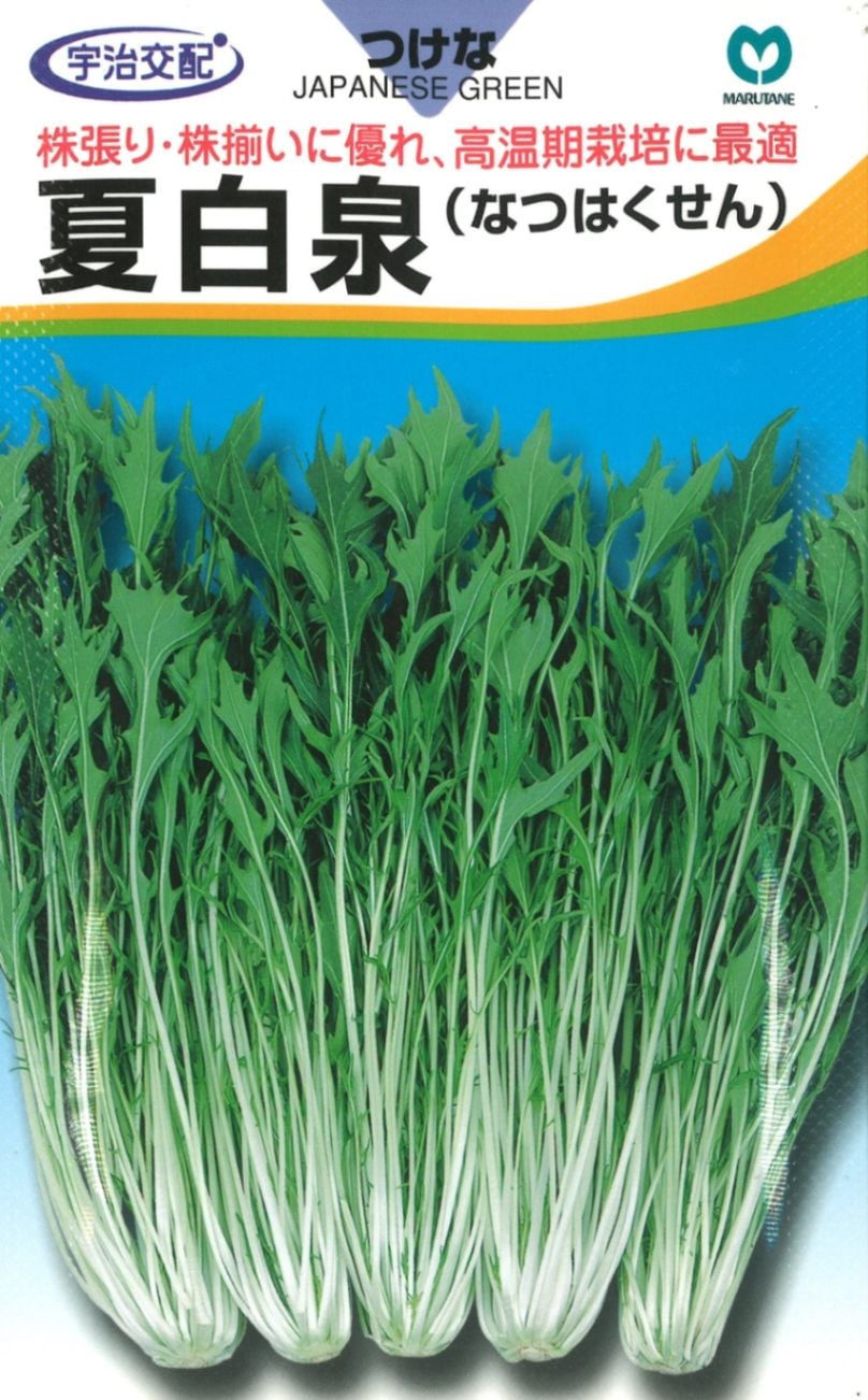 丸種 ミズナ種子 夏白泉【取り寄せ注文】