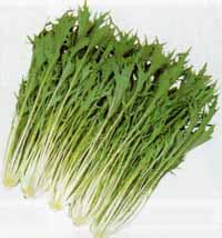 丸種 ミズナ種子 京すだれ【取り寄せ注文】