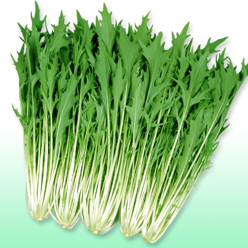 丸種 ミズナ種子 京のれん【取り寄せ注文】