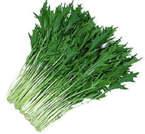 丸種 ミズナ種子 早生はりはり京水菜【取り寄せ注文】