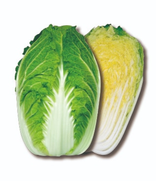 丸種 ハクサイ種子 すて黄75【取り寄せ注文】