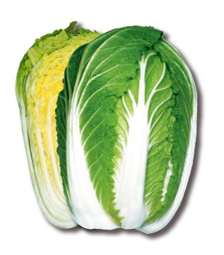 丸種 ハクサイ種子 すて黄80【取り寄せ注文】