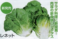 丸種 レタス種子 レネット【取り寄せ注文】