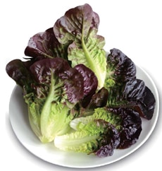 丸種 レタス種子 レッドレネット【取り寄せ注文】