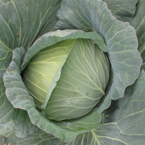 日本農林社　キャベツ種子　YCRふゆいろ【取り寄せ注文】※品切れ(25/6)