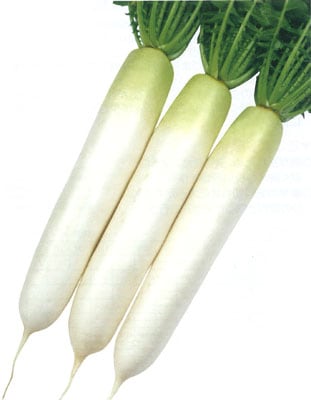 雪印種苗 ダイコン種子 春桜舞【取り寄せ注文】＊種子有効期限2026年3月末