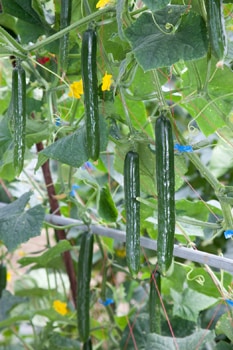 久留米原種育成会 キュウリ種子 MTフェニックス【取り寄せ注文