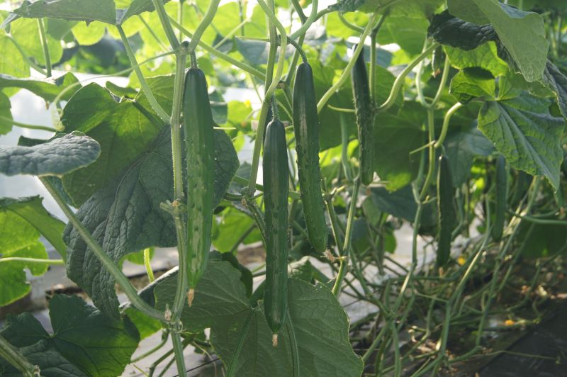 久留米原種育成会 キュウリ種子 瑞帆【取り寄せ注文】