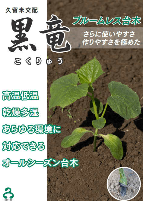 久留米原種育成会 キュウリ台木 黒竜【取り寄せ注文】