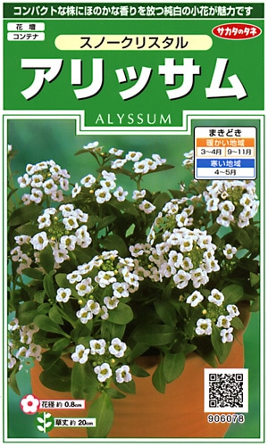 サカタのタネ 実咲250 アリッサム スノークリスタル 小袋[906078]【取り寄せ注文】※通年商品【2026年春種予約商品】