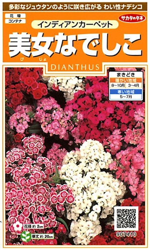 サカタのタネ 実咲200 美女なでしこ インディアンカーペット 小袋[907410]【取り寄せ注文】※通年商品