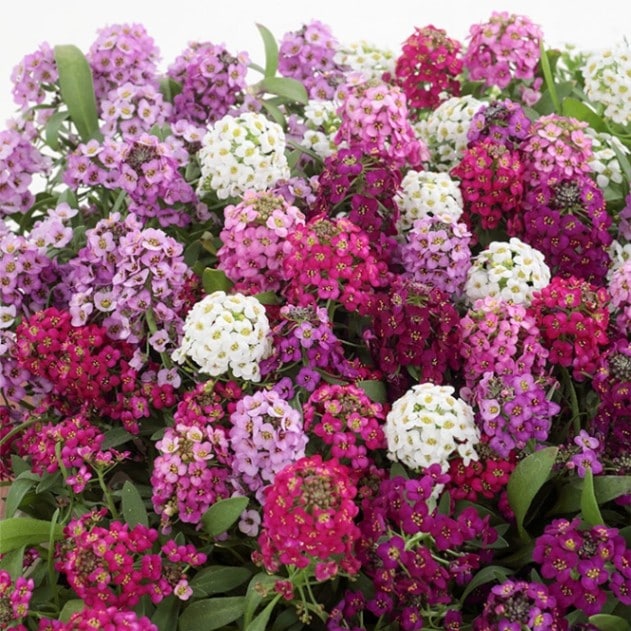 サカタのタネ 実咲250 アリッサム ワンダーランドミックス 小袋[906076]【取り寄せ注文】※通年商品【2026年春種予約商品】